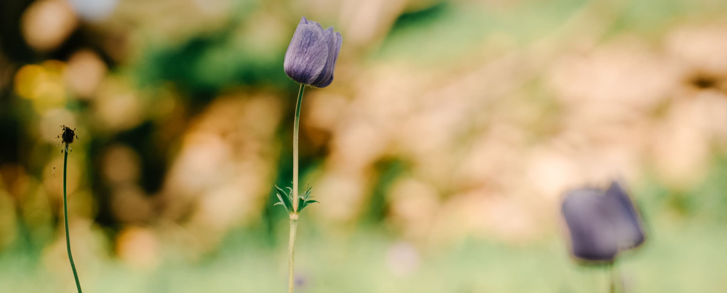 Vivere 48 ore a Soldano: storia, natura e un calice di vino 