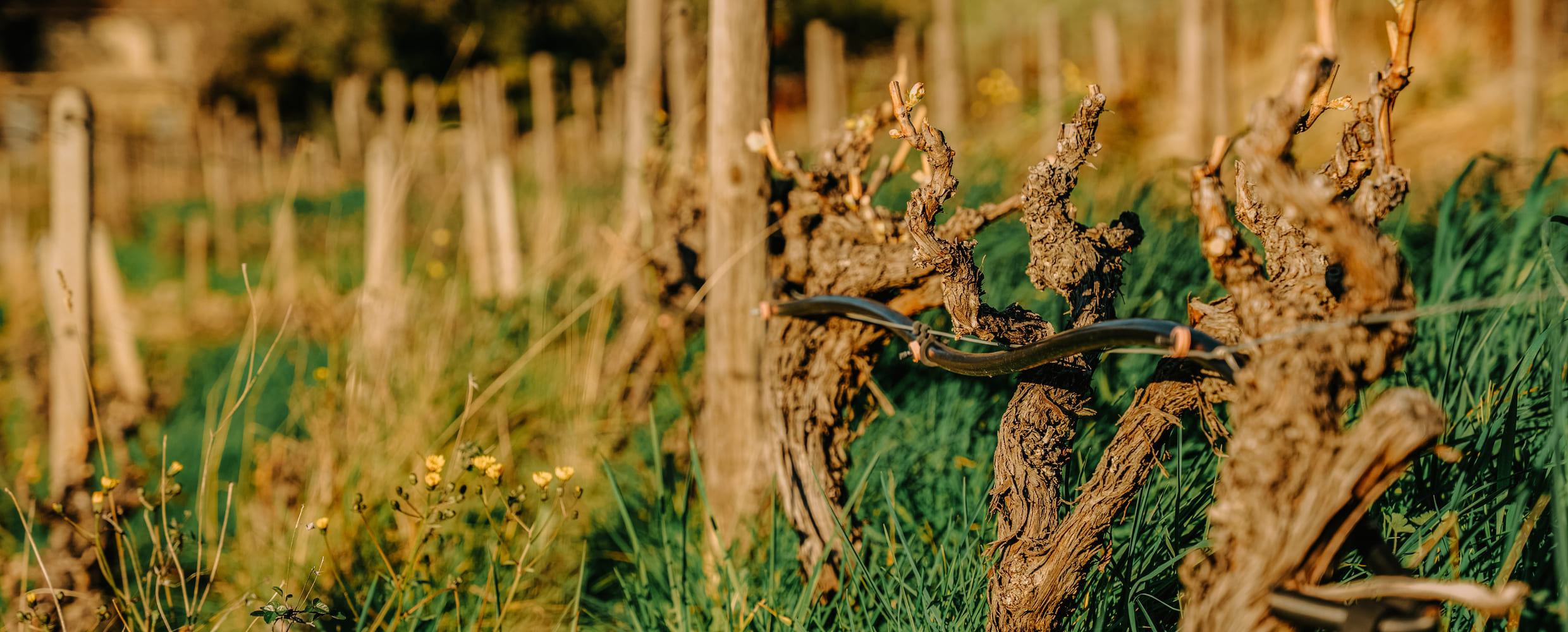Pomeriggio tra vigne e paesaggi