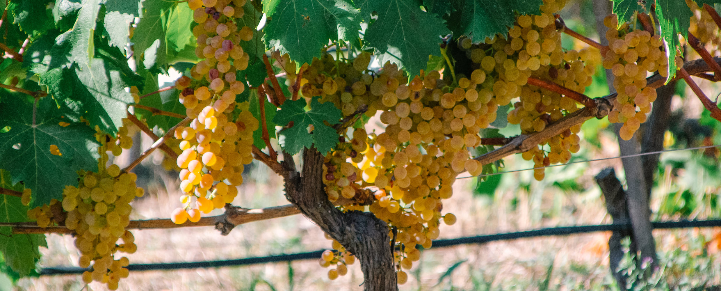 Sentiero tra le vigne di Soldano